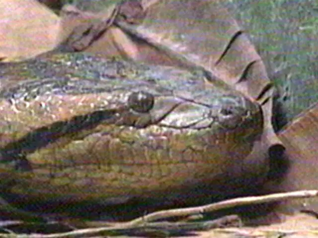 Anaconda de casi 50 kilos asombra en herpetario del Parque de las Leyendas