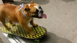 Biuf: el perro que recorre las calles de Lima montado en su skate