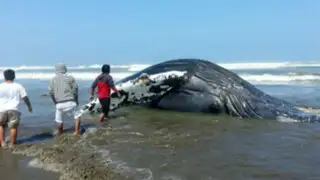 Lambayeque: ballena de seis toneladas vara en playa Santa Rosa