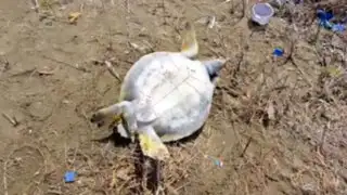 Piura: pescadores desatan matanza de tortugas en Estuario de Virrilá