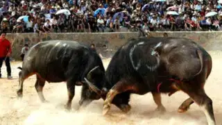 Toros pelean a muerte en polémico ‘Festival Miao’ en China