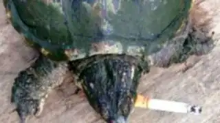 China: una tortuga adicta al tabaco fuma 10 cigarrillos al día