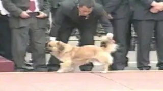 VIDEO: Seguridad del Estado maltrató a perro que ingresó a Parada Militar