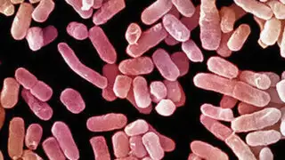 Europa: Médicos no encuentran antídoto contra mortal "bacteria pesadilla"