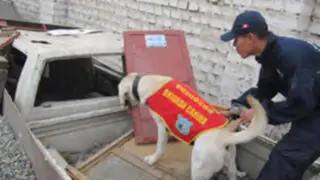Brigada canina recibe entrenamiento especial para detectar droga