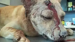 México: Hombre golpea y apuñala al perro de su exnovia por venganza
