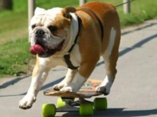 Conoce al 'perro skateboarding' que causa furor en las redes sociales