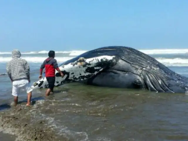 Lambayeque: ballena de seis toneladas vara en playa Santa Rosa