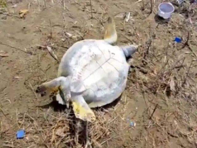 Piura: pescadores desatan matanza de tortugas en Estuario de Virrilá