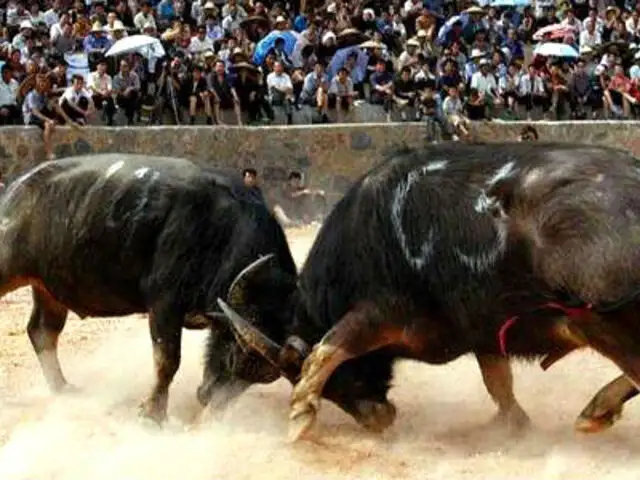 Toros pelean a muerte en polémico ‘Festival Miao’ en China