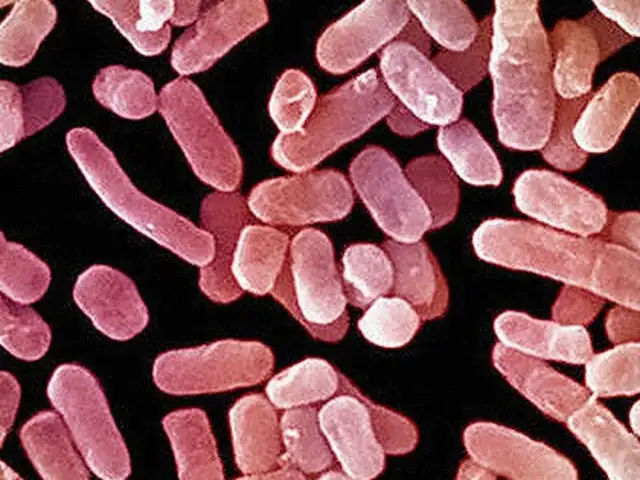 Europa: Médicos no encuentran antídoto contra mortal "bacteria pesadilla"
