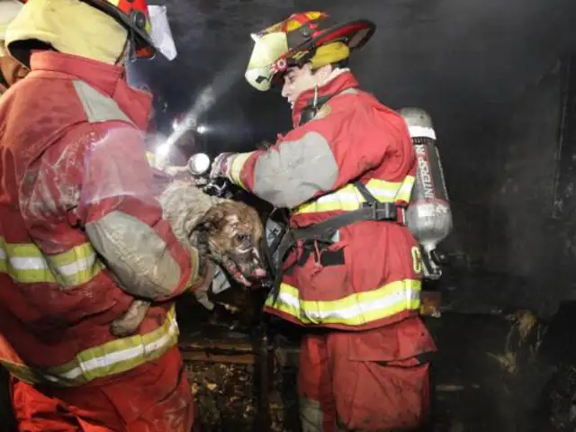 Bomberos salvan de morir a un perro atrapado en incendio en La Victoria