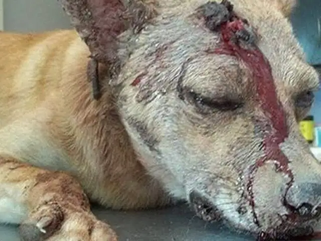 México: Hombre golpea y apuñala al perro de su exnovia por venganza