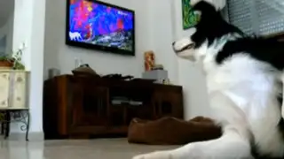 EEUU: Lanzan Dog TV primer canal para perros que se quedan solos en casa