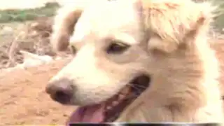 El perro Chiribaya: conozca el verdadero linaje de esta can considerado 'chusco'