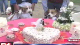 VIDEO: trujillanos celebran a lo grande una 'boda canina'