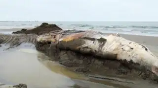 Mar vara a una segunda ballena jorobada en las playas de Tumbes