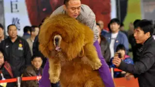 Zoológico chino engañaba a sus visitantes con perros 'disfrazados' de leones