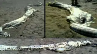 Extraño animal marino varado en las costas de Almería, España