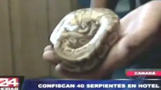 Policía canadiense encuentra 40 serpientes pitón en una habitación de hotel