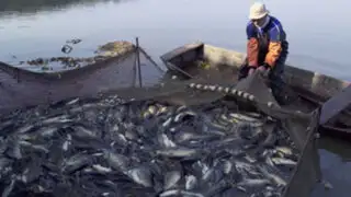 Pesquería no es un sector determinante para el crecimiento de la economía