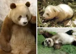 Fotos: Presentan en China el quinto panda marrón del mundo