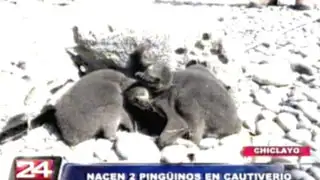 Lambayeque: dos pingüinos de Humboldt nacen en cautiverio