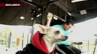 ¡Ay, chihuahua!: una pequeña mascota mexicana conquista el mundo