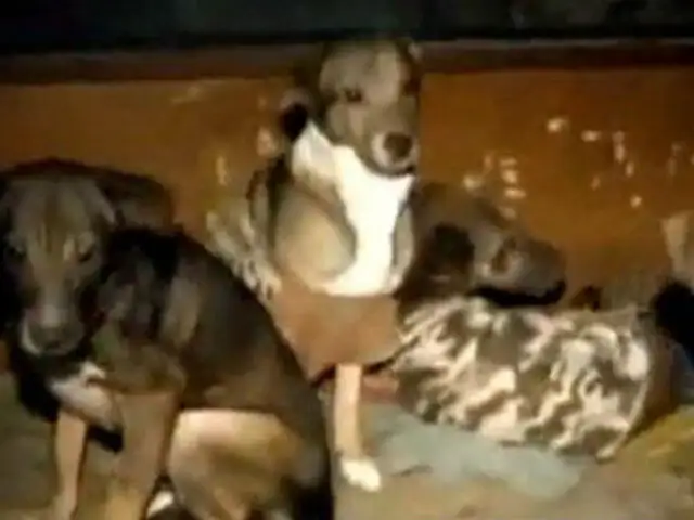 Maltrato animal: perros habrían sido agredidos salvajemente en Lince