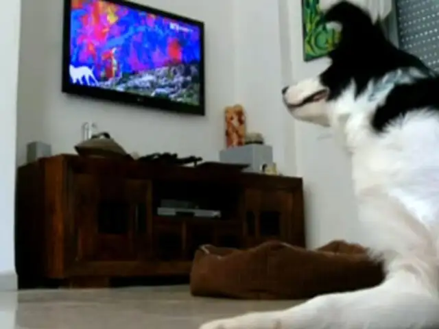 EEUU: Lanzan Dog TV primer canal para perros que se quedan solos en casa