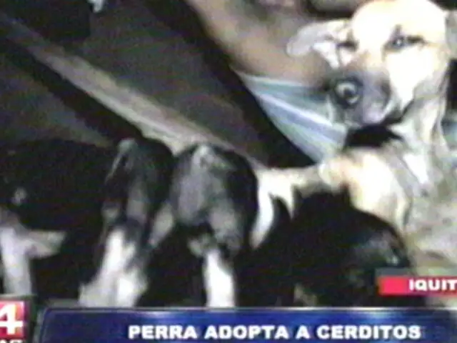 VIDEO: Perrita adopta a cuatro cerditos y los amamanta en Iquitos
