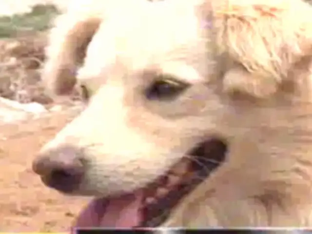 El perro Chiribaya: conozca el verdadero linaje de esta can considerado 'chusco'