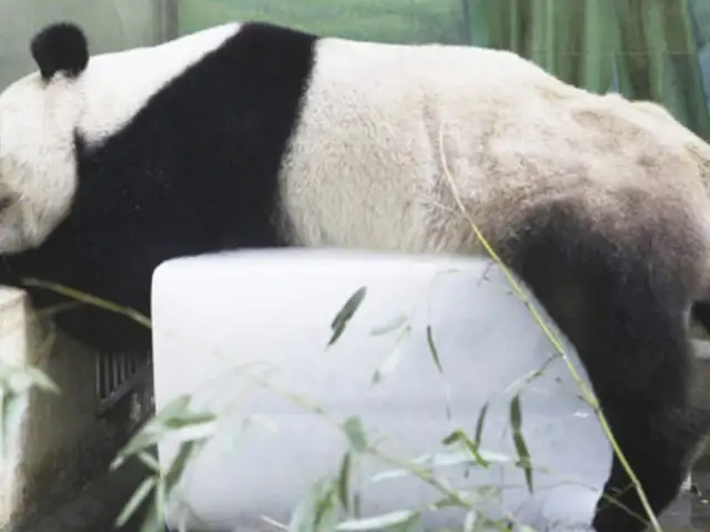 China: intenso calor obliga a un oso panda a dormir sobre un cubo de hielo