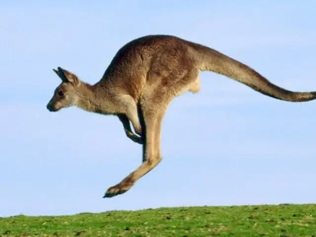 Australia: canguro salvó la vida de un niño desaparecido en parque natural