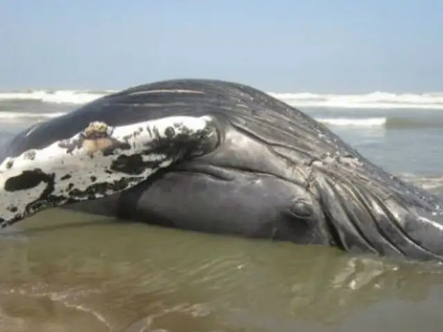 Tumbes: Hallan segunda ballena varada en menos de 48 horas