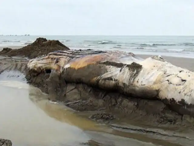 Mar vara a una segunda ballena jorobada en las playas de Tumbes