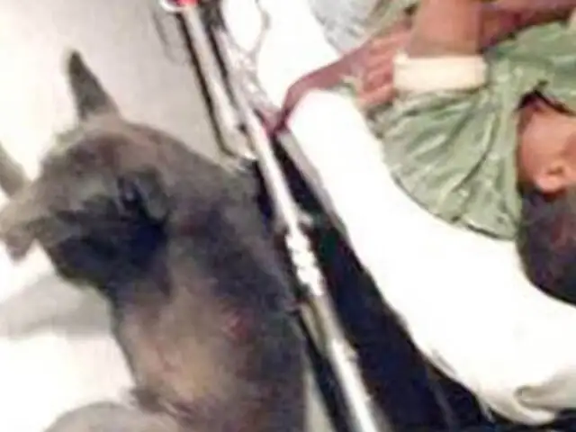 Perro viaja 15 kilómetros en parachoques de ambulancia donde iba su dueño