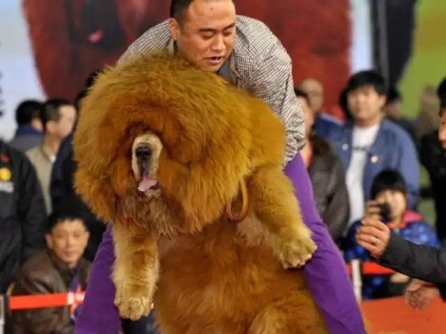 Zoológico chino engañaba a sus visitantes con perros 'disfrazados' de leones