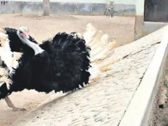 Singular "baile del avestruz" es atractivo del Parque de las Leyendas