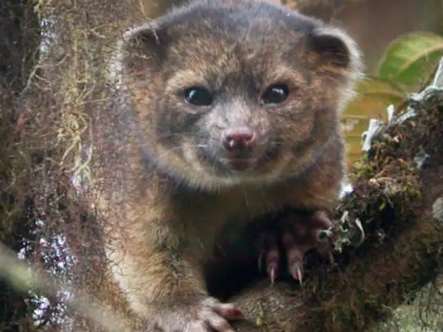 Científicos descubren un nuevo mamífero carnívoro en Ecuador y Colombia