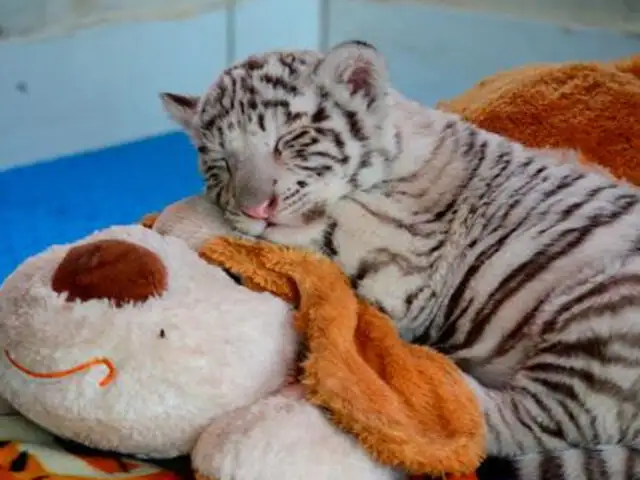 Zoológico de Huachipa: conoce a la tigresa de Bengala blanca peruana