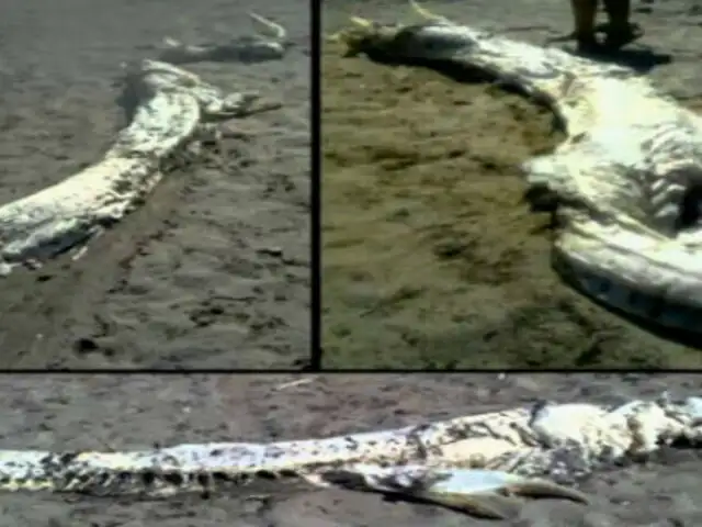 Extraño animal marino varado en las costas de Almería, España