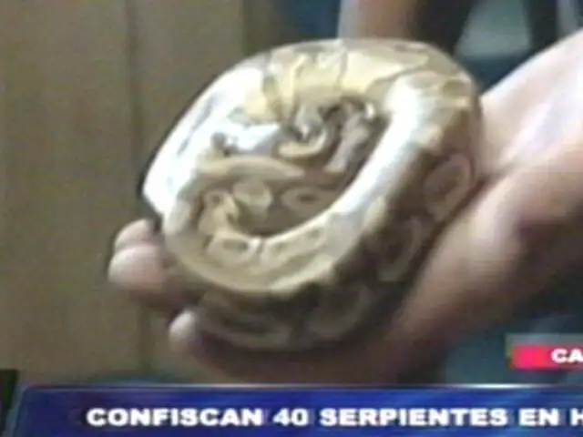 Policía canadiense encuentra 40 serpientes pitón en una habitación de hotel