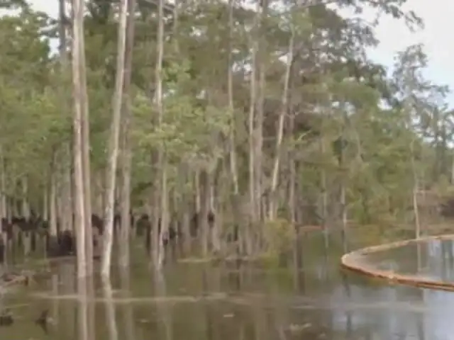 Noticia de las 6: enorme sumidero desaparece árboles en pantano de EEUU