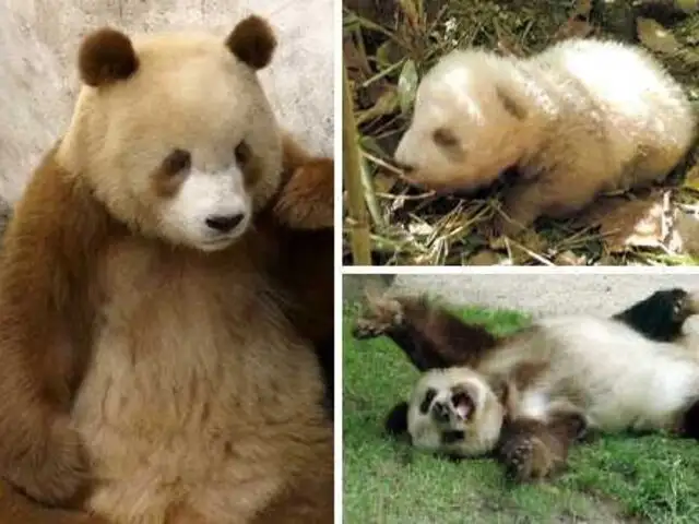 Fotos: Presentan en China el quinto panda marrón del mundo