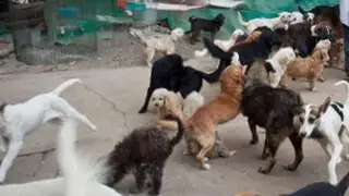 Áncash: más de veinte perros atacaron a un mendigo por no dejar comida
