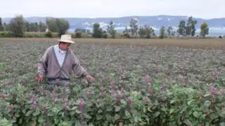 Día del campesino: Presidencia saluda labor agrícola