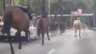 Estampida de caballos de la policía causan pánico en carretera de México