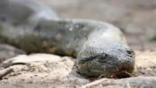 Pobladores capturan a una anaconda de doce metros de largo en Iquitos