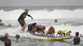 Cientos de perros participaron en concurso anual de surf en Estado Unidos